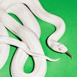 DEFTONES - "private music" (Warner Records, Alternative Metal, 22.08. 2025)